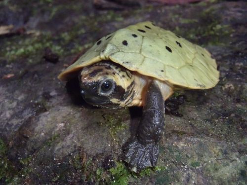 Juvénile Notochelys platynota