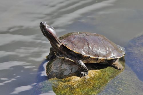 Trachemys stejnegeri vicina