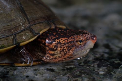 Tête Kinosternon scorpioides cruentatum