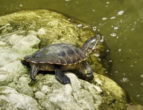 Trachemys terrapen