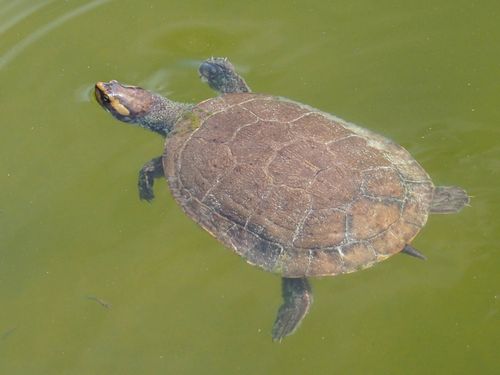 Dossière Emydura subglobosa