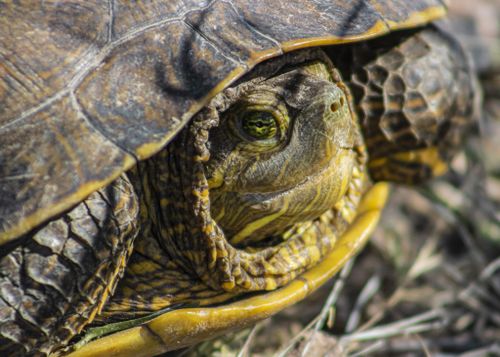 Tête Trachemys yaquia