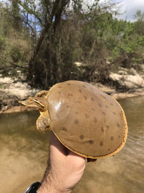 Dossière Apalone mutica calvata