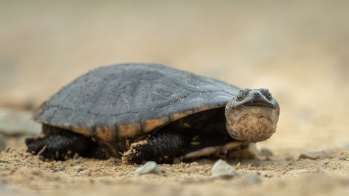 Juvénile Chelodina canni