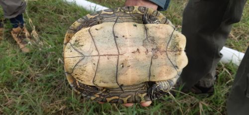 Plastron Trachemys venusta