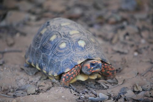 Corps Chelonoidis carbonarius