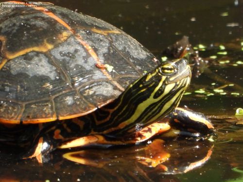 Tête Chrysemys dorsalis