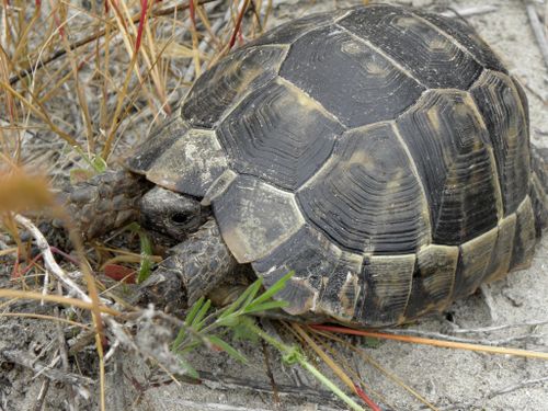 Testudo graeca terrestris