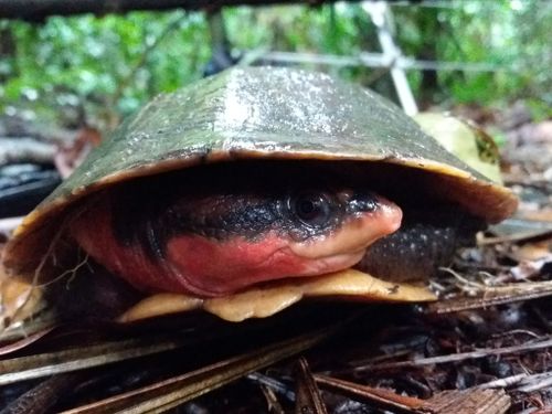 Tête Rhinemys rufipes