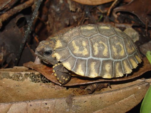 Juvénile Chelonoidis denticulatus