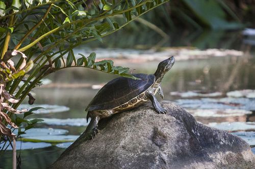 Trachemys decorata