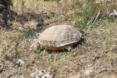 Testudo horsfieldii bogdanovi