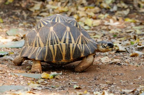 Dossière Astrochelys radiata