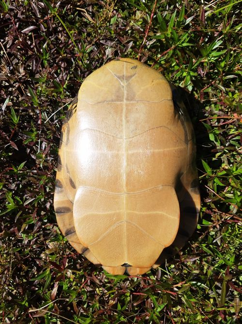 Plastron Pseudemys alabamensis