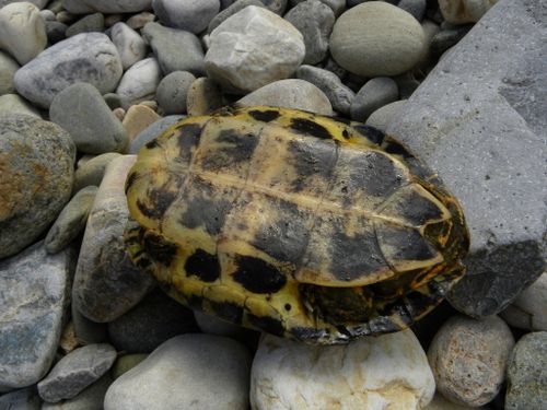 Plastron Mauremys leprosa saharica