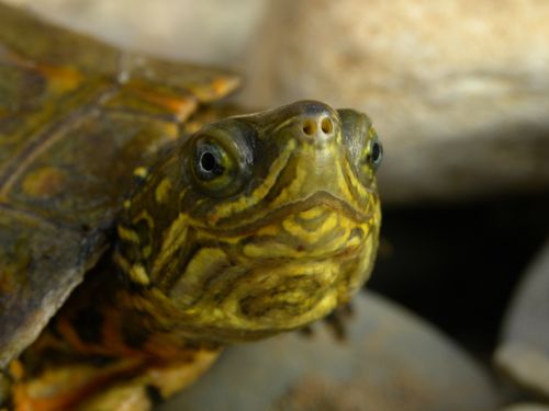 Tête Mauremys leprosa saharica