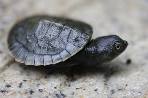 Juvénile Emydura macquarii macquarii