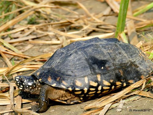 Geoclemys hamiltonii