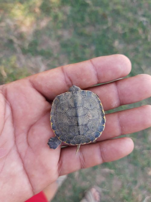 Juvénile Trachemys grayi grayi