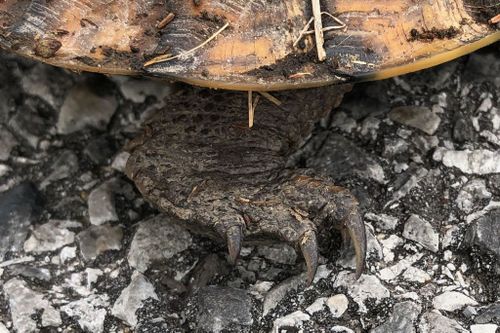 Corps Terrapene carolina major