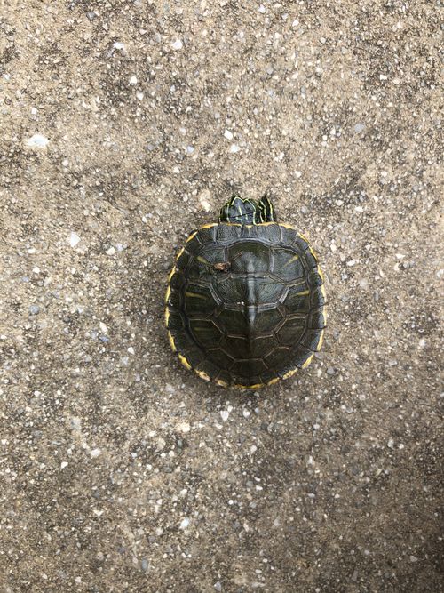 Juvénile Trachemys scripta troostii