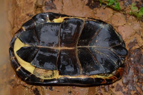 Plastron Pelusios gabonensis