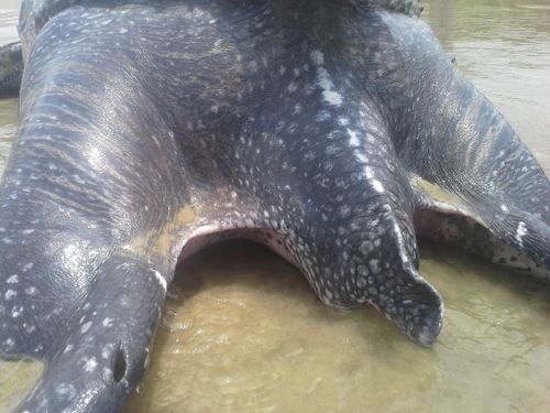 Corps Dermochelys coriacea