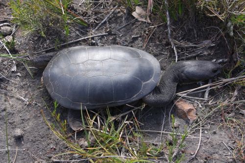 Dossière Chelodina oblonga