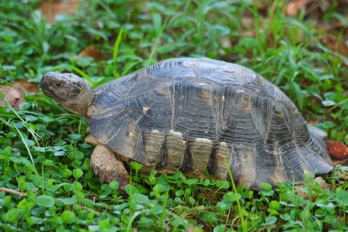 Testudo marginata