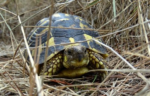 Testudo hermanni hermanni