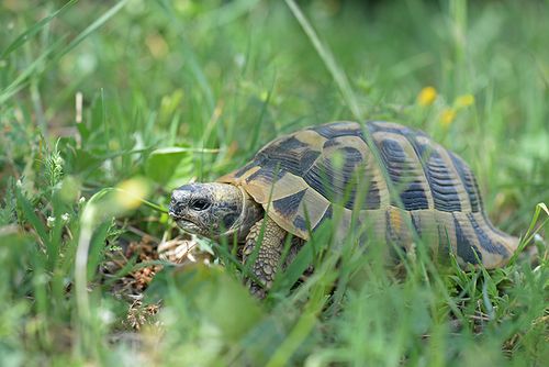 Testudo hermanni boettgeri