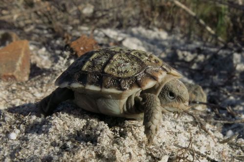 Juvénile Homopus areolatus