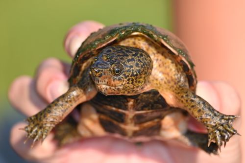 Corps Sternotherus intermedius