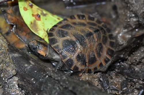 Juvénile Pelusios gabonensis