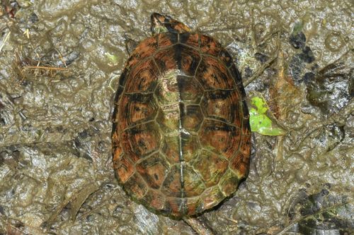 Dossière Pelusios gabonensis