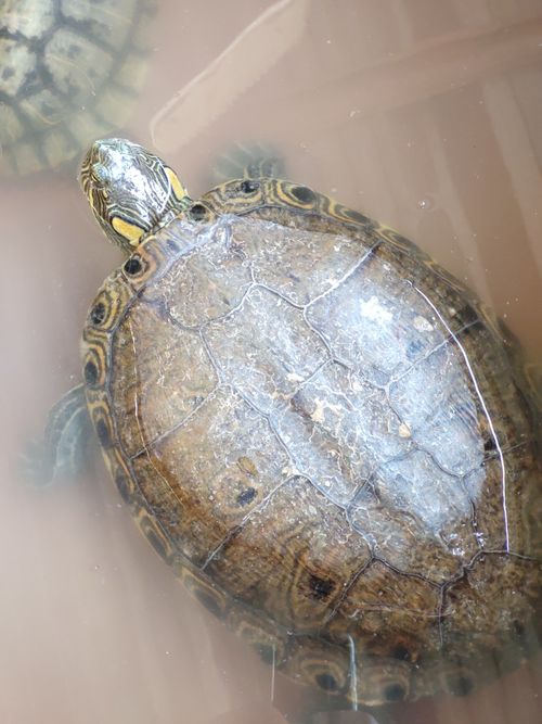 Dossière Trachemys hartwegi