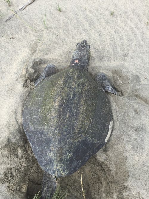 Dossière Lepidochelys olivacea