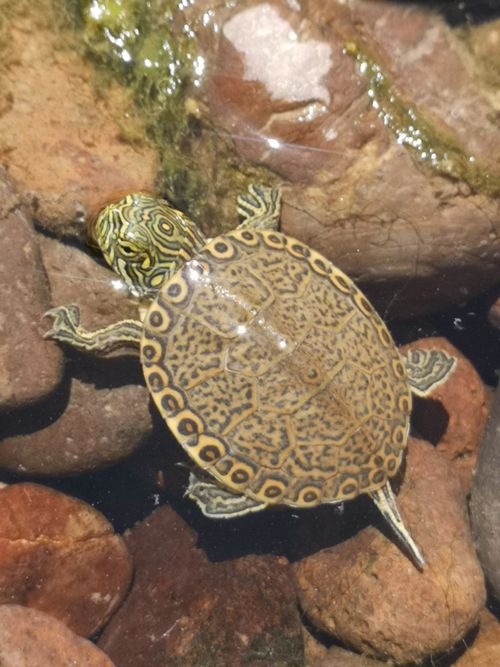 Juvénile Trachemys hartwegi