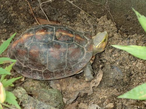 Dossière Cuora flavomarginata evelynae