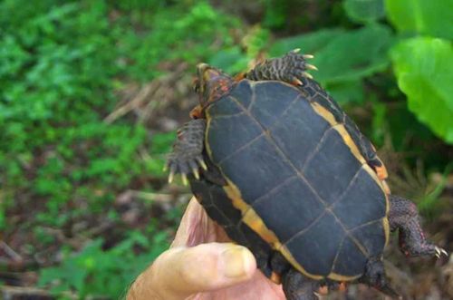 Plastron Geoemyda japonica