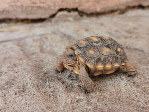 Juvénile Gopherus morafkai