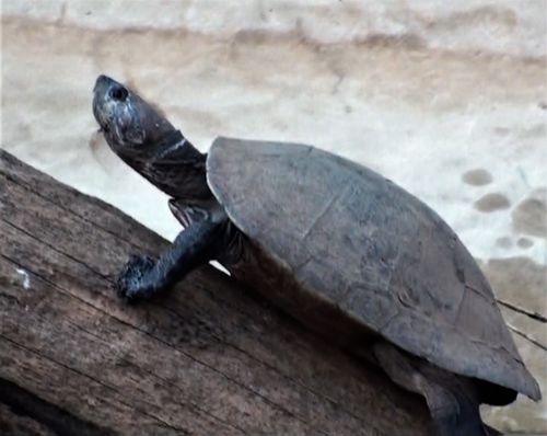 Erymnochelys madagascariensis