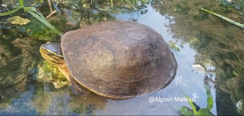 Cuora amboinensis amboinensis