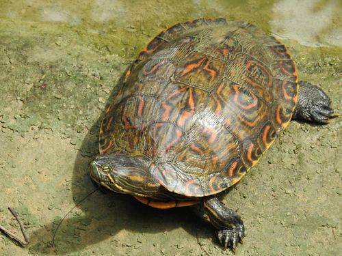 Dossière Trachemys venusta cataspila