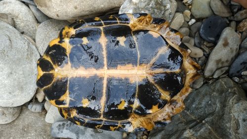 Plastron Notochelys platynota