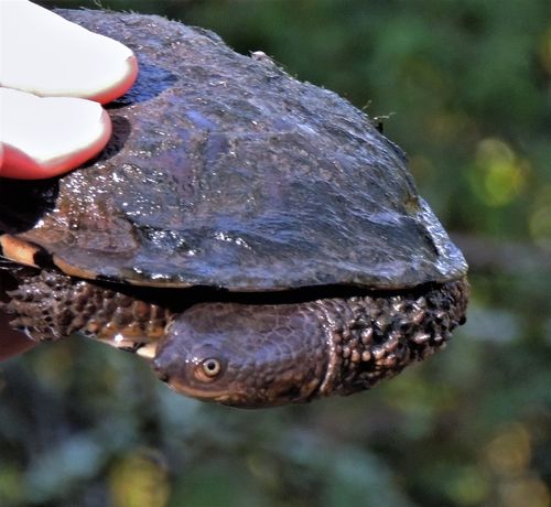 Tête Acanthochelys pallidipectoris