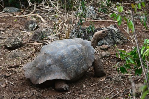 Dossière Chelonoidis niger chathamensis