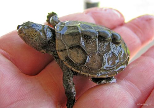 Juvénile Malaclemys terrapin tequesta