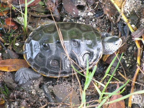 Malaclemys terrapin tequesta