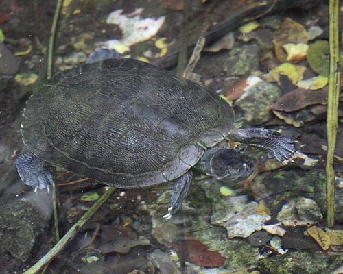 Dossière Trachemys stejnegeri vicina